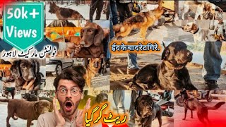 Latest Dogs Market Lahore Prices 17 DEC  Tollinton Market Lahore  Exploring with YASIR [upl. by Naimerej]