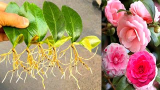 How To Grow Camellia Plant From Single Leaves [upl. by Narah]