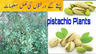 PISTACHIO PLANT CARE INFORMATION  Pistachio Tree  Beauty With Gardening [upl. by Nwad]