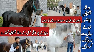 Arabian Stallion Horses Friesian Stallion Horse  Zula Sial Best Breeder Horse In Pakistan [upl. by Lizabeth]