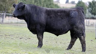 Lot 1 ZMJPU041 VC Simmental Spring Bull amp Female Sale 2024 [upl. by Enelyaj]