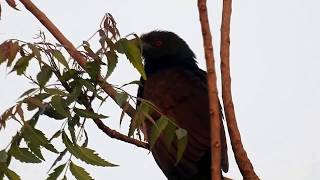 Birds Calls amp Sounds  Greater Coucal [upl. by Sapowith]