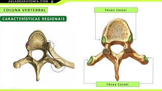 CARACTERÍSTICAS REGIONAIS DA COLUNA VERTEBRAL anatomia fisioterapia medicina medico quiron [upl. by Alakam]