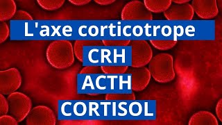 lAxe corticotrope CRHACTHCortisol [upl. by Nessie]