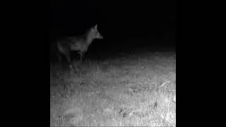 Renard roux  Vulpes vulpes normandie faunesauvage mammifères [upl. by Fennie]