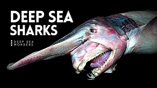 Why Sharks get Creepier the Deeper you Go [upl. by Kalagher850]