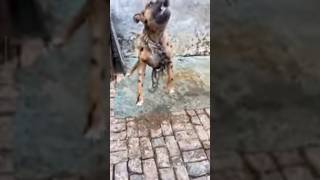 Pitbull dog 🐶 power dog jump 🦘 power 🐶 dog lover 🐶🐶🐶🐕🐕🐕🐕 🐶🐶🐕 [upl. by Dnomayd540]