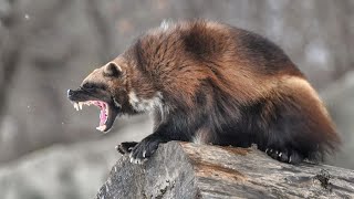 Wolverines are a whole other MOOD  Wolverine vs Honey Badger who would win [upl. by Jordana345]