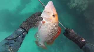 Onebreath Spearfishing Whitsundays [upl. by Ailecara]