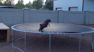 Baby Goat discovers trampoline [upl. by Melicent]