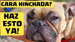 🛑 Mi PERRO tiene la CARA HINCHADA ⏩ Descubre  3  MEDICAMENTOS que pueden SALVAR su VIDA✅ [upl. by Adnilg495]