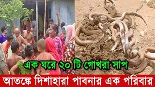 এক ঘরে ২০ টি গোখরা সাপ ধরা পরল  সাপ ধরার ভিডিও  সাপের আতঙ্কে দিশেহারা রাসেল ভাইপার Russell’s Viper [upl. by Nyliahs]