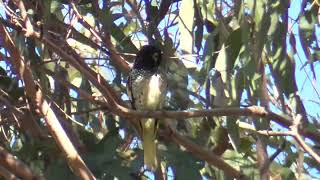 Regent honeyeater  more footage [upl. by Eidnim425]