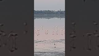 Salt lake full of flamingos [upl. by Herstein742]