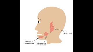 Major Salivary Glands  Their locations Duct names Point of entry Types of secretion and cytology [upl. by Eralc350]