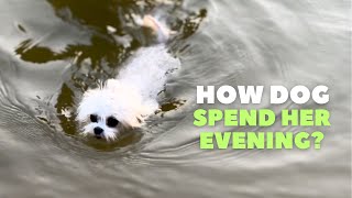 Maltese Dog Evening Vlog Relax Video Im Betty [upl. by Cynthla]