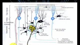 Cerebelo Configuración Interna  Histología y Núcleos Cerebelosos [upl. by Jezreel]