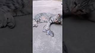 cat lovely funny video 😻😺🐈🐕shorts [upl. by Dyson406]