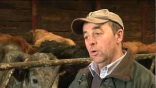 Fellside House Farm pt2 Breeding your own heifer replacements [upl. by Ikceb]