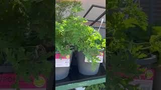 Citronella Mosquito Repellent Plant [upl. by Gilead]