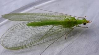 Chrysoperla sp  Chrysoperla carnea  Chrysopidae  Chrysope chrysope verte  012017 [upl. by Notled652]