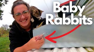 Drizzly November Mornings NEW Rabbits Born  Farm Life VLOG [upl. by Shepard882]