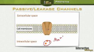 004 Ion Channels Proteins in the Membrane of Neurons [upl. by Gena478]