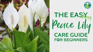 The Easy Peace Lily Plant Care Guide for Beginners  Houseplant Resource Center [upl. by Anselmo222]