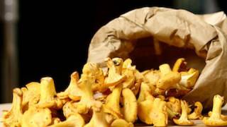 Recette de cuisine  Cueillette et conservation des chanterelles girolles [upl. by Alyss]