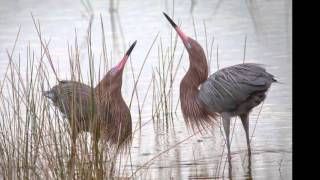 Reddish Egret [upl. by Ellivro117]