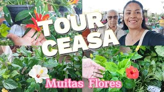 TOUR com MUITAS FLORES para o DIA DAS MÃES COMPREI PRESENTE PRA ELA diadasmães ceagesp [upl. by Lacim]