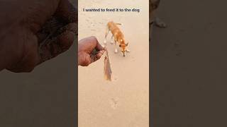 I wanted to save the stingray fish but it died shorts vairal dog sea [upl. by Darnall174]