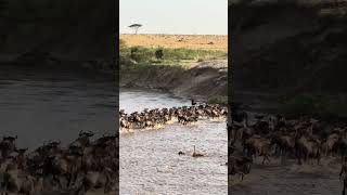 Great Wildebeest Migration Masai Mara Kenya [upl. by Haletta]