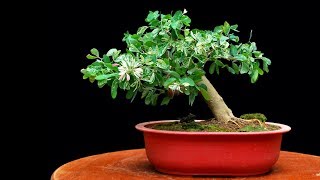 My Shohin Bonsai Pithecellobium Dulce [upl. by Retswerb]