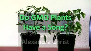 Do GMO Plants Sing [upl. by Adnilasor]