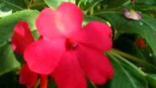 Impatiens Seed Dispersal Plant Reproduction  LO RES [upl. by Lilybelle237]