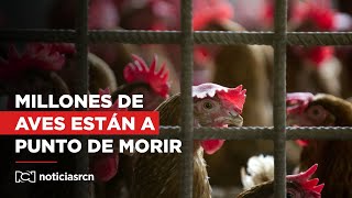 Fenavi advierte que millones de aves están a punto de morir en los camiones por el paro [upl. by Yalhsa]