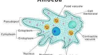 protists part3 mastigophorasarcodinasporozoansciliatestypes of binary fissionconjugationkvs [upl. by Ylerebmik]