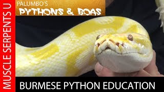 BIG BURMESE PYTHONS What You Need to Know [upl. by Byrd824]