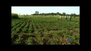 Uganda Groundnut Crops [upl. by Nivlak]