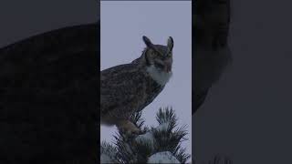 Sounds of Great Horned Owl  Bubo virginianus Sounds shorts [upl. by Nalehp]