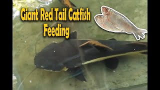 Giant Red Tail Catfish Feeding  Red Tail Catfish Tank Mates  Red Tail Catfish Community Tank [upl. by Annoyik178]