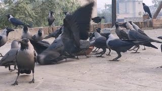 Amazing Angry Crow Fight Crows Crazy For Food Crows sounds Angry Kauwa Ki Awaz Birds Sounds [upl. by Leonelle]