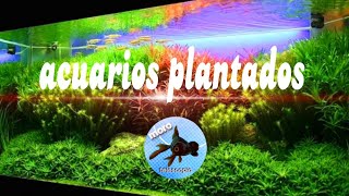 acuarios plantados tutorial de sustrato nutritivo casero [upl. by Hannis]