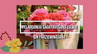 Pelargoniju sagatavošana ziemai amp pārziemināšana [upl. by Rehpotsihc]