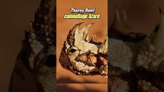 Thorny Devil Desert’s Best Camouflage Thornyl desertlife wildlifesecrets reptiles nature [upl. by Katerine]