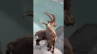 Ibex Goat 🐐 [upl. by Rabbi]