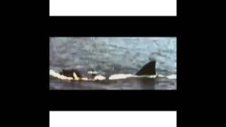 Jaws dark deleted scene [upl. by Assenahs232]