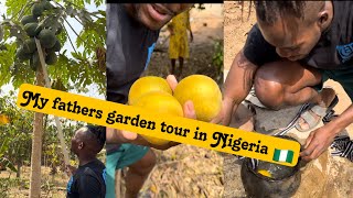 My father blessed and fruity garden in Nigeria 🇳🇬 [upl. by Nereen37]