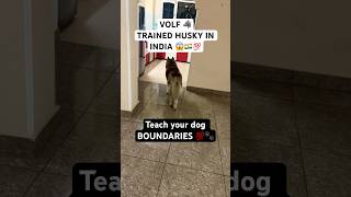 Trained HUSKY knows his boundaries🚨 husky dogtraining traineddog [upl. by Tecu]